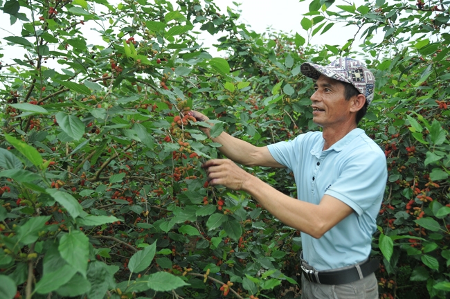 Lá dâu tằm có công dụng gì và có ăn sống được không