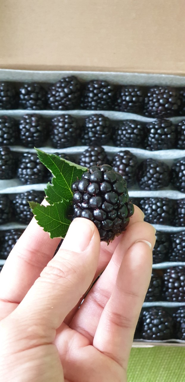 Quả mâm xôi đen (phúc bồn tử) mua ở đâu, công dụng?