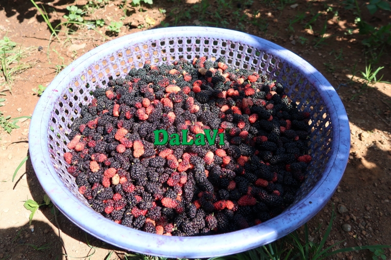 Sử dụng dâu tằm đông lạnh như thế nào, nên mua ở đâu?