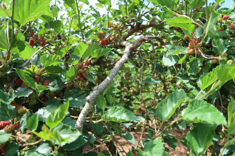 Lá dâu tằm có công dụng gì và có ăn sống được không