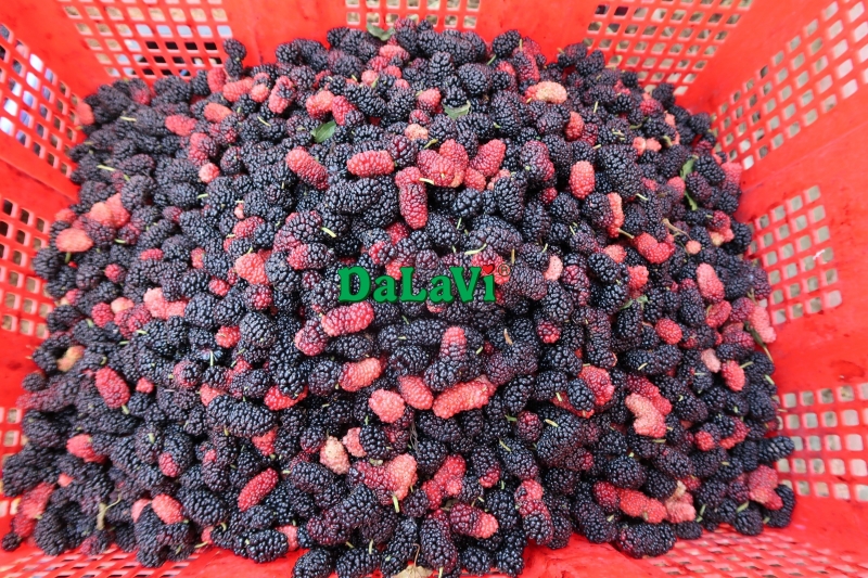 Ăn mấy quả dâu tằm mỗi ngày để không gặp tác dụng phụ