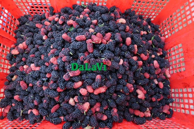 Mua sỉ nước cốt dâu tằm với mức giá ưu đãi cho đối tác